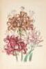 The Ladies' Flower Garden of Ornamental Bulbous Plants - 8