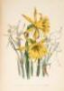 The Ladies' Flower Garden of Ornamental Bulbous Plants - 9