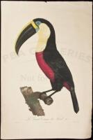 Le Grand Toucan du Bresil No. 7