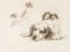 British Hounds and Gun-Dogs: Twenty-Four Photogravures of the Finest Quality After Original Paintings by Maud Earl - 9