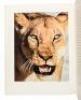 Walt Disney's African Lion - inscribed - 9