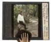 Eight original lantern slides of Christian Mono and Yosemite Indians - 6