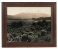 Mt. Shasta in a Field of Bloom