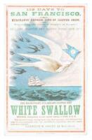 WHITE SWALLOW