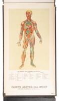 Yaggy's Anatomical Study; presenting the skeleton, muscles, arteries, veins and nerves, also four life-size manikins of the body, the head, the eye and the ear with additional manikins of arm and leg...