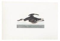 Uria Brunnicii, [Thick-Billed Murre], No. 49, Plate ccxlv from The Birds of America