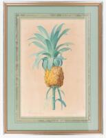 Bromelia Ananas - Ananas Cultiv&eacute;