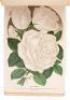 Cabinet Fruit and Flower Plates - 7