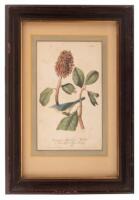 Bonaparte's Flycatching Warbler