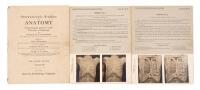 Three sets of Stereoscopic Studies of Anatomy