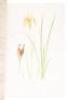 The Genus Iris - 4