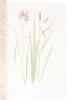 The Genus Iris - 5