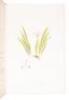 The Genus Iris - 7