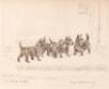 Marguerite Kirmse's Dogs - 8