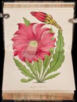 Paxton's Magazine of Botany and Flowering Plants