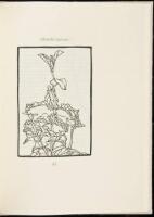 A Modern Herbal
