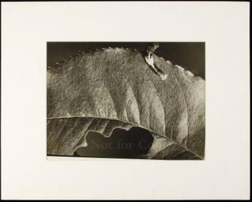 Untitled (Caterpillar on a leaf)