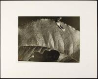 Untitled (Caterpillar on a leaf)
