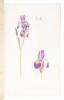 The Genus Iris - 3