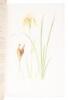 The Genus Iris - 4