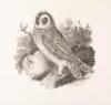 A Portfolio of Thomas Bewick Wood Engravings - 9