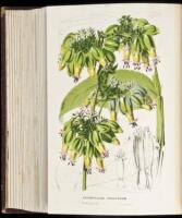 Flore des Serres et des Jardins de l'Europe: Annales Générales d'Horticulture - Volume XXIII