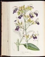 Flore des Serres et des Jardins de l'Europe: Journal G&eacute;n&eacute;ral d'Horticulture - Volume XIII