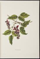 Indigenous Flowers of the Hawaiian Islands: Forty-Four Plates Painted in Water-Colours and Described by Mrs. Francis Sinclair, Jr.