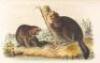 The Quadrupeds of North America - 5