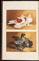 Pigeons: Their Structure, Varieties, Habits, and Management