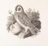 A Portfolio of Thomas Bewick Wood Engravings - 9