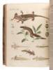 Bilderbuch zum Nutzen und Vergn&uuml;gen der Jugend, Vols. 19 & 20 - 9
