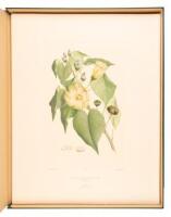 Banks' Florilegium: A Publication in Thirty-four Parts of Seven Hundred and Thirty-eight Copperplate Engravings of Plants Collected on Captain James Cook's First Voyage Round the World in H.M.S. Endeavour, 1768-1771