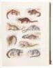 The Mammals of South Africa - 2