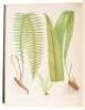 The Ferns of North America: Colored Figures and Descriptions - 3