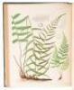 The Ferns of North America: Colored Figures and Descriptions - 4