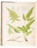 The Ferns of North America: Colored Figures and Descriptions - 5