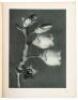 Art Forms in Nature: Examples from the Plant World Photographed Direct from Nature - 2