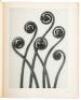 Art Forms in Nature: Examples from the Plant World Photographed Direct from Nature - 4