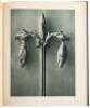 Urformen der Kunst: Photographische Planzenbilder von Professor Karl Blossfeldt - 3