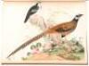 Chinese Natural History Drawings - 2