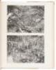 Rock-drawings of Southern Upper Egypt I & II: Sir Robert Mond Desert Expedition - 2