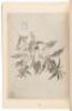 [Southern Painting Dacheng] - 8