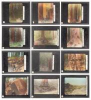 Lot of 12 magic lantern slides depicting lumbering in Muir Woods