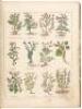 Culpepper's English Physician; and Complete Herbal. To Which are Now First Added Upwards of One Hundred additional Herbs, with a Display of their Medicinal and Occult Properties, Physically Applied to The Cure of all Disorders incident to Mankind - 4