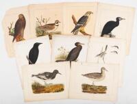 Pacific Railroad Expedition and Survey: Seven Color Plates of Birds