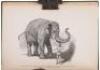 The Jungle Book - 9