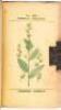 Medical Flora; or, Manual of the Medical Botany of the United States of North America - 6