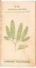 Medical Flora; or, Manual of the Medical Botany of the United States of North America - 9