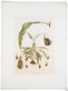 Les Promenades de Paris: Histoire, Description des Embellissements, Depenses de Creation et d'Entretien des Bois de Boulogne et de Vincennes, Champs-Elysees, Parcs, Squares, Boulevards, Places Plantees - 4